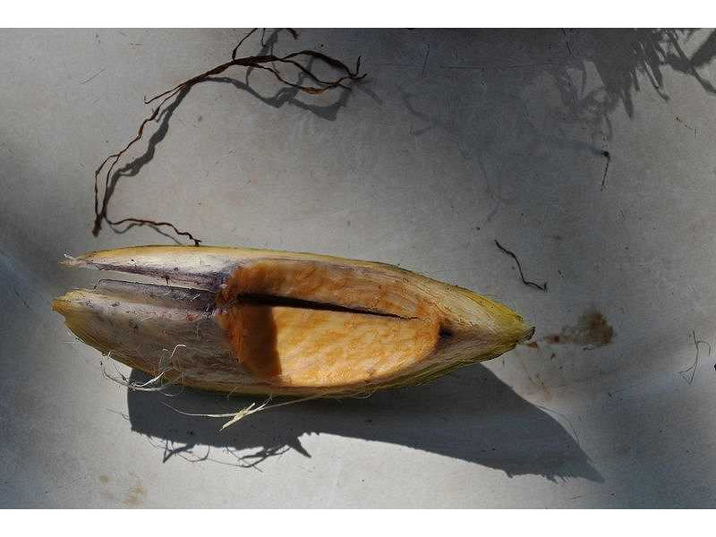 -pinang shell-open